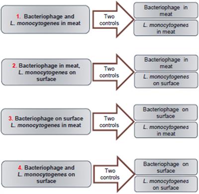 Examination of the Use of Bacteriophage as an Additive and Determining Its Best Application Method to Control Listeria monocytogenes in a Cooked-Meat Model System